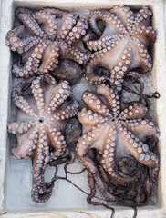 Freshly caught octopus vulgaris in a box with ice at farmer's market © 22Imagesstudio