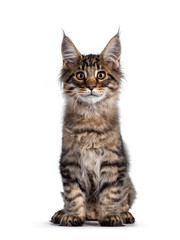 Cute brown tabby Maine Coon cat kitten, sitting up facing front. Looking towards camera. Isolated on white background.