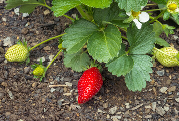 closeup of a strawberry plant with ripe and unripe strawberries growing in organic garden