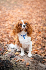 Cavalier King Charles Spaniel standing on a log in Autumn