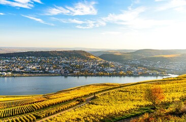 Rudesheim am Rhein, Hesse, Germany. Upper middle Rhine river valley (Mittelrhein), colorful vineyards,   yellow autumn, blue sky. Panorama view on Bingen, Rhineland palatinate