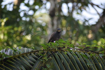 bird on a branch