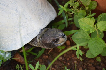 turtle in the grass