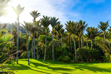 Sunny summer day in February