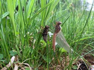 A dragonfly nymph molts into its adult form on blades of grass.