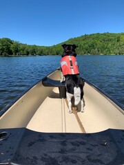 A black dog wearing a life jacket stand watch over the bow of a canoe.