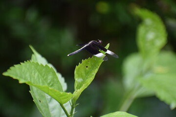 black and white dragonfly with golden tail