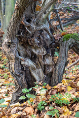 A forked damaged tree with fallen leaves in the autumn forest.