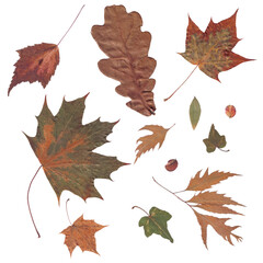 set of scanned dried autumn leaves 