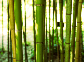 Bamboo forest, green stems with sunlight. Close-up