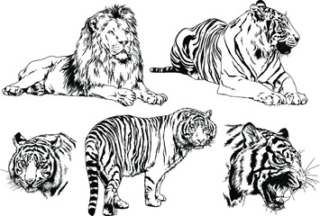 vector drawings sketches different predator , tigers lions cheetahs and leopards are drawn in ink by hand , objects with no background