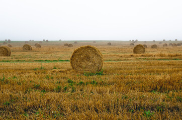 Straw bales on the field during sunrise. A field of straw bales on a foggy August day. Roll of straw.