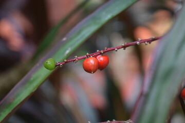 red pods on a leaf