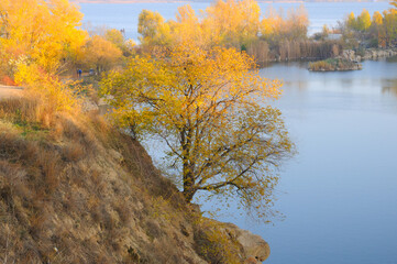 Yellow autumn maple on a steep slope by the river