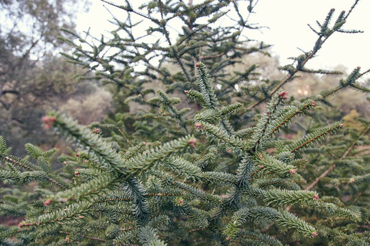 Closeup of abies pinsapo branches in a field at daylight with a blurry background