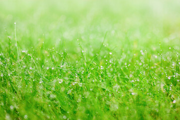 Green grass with raindrops. Shallow depth of field, blurred foreground and background. Focusing on a drop of water in the middle ground.