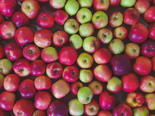 Top view of red and green apples. Background of multicolored apple harvest