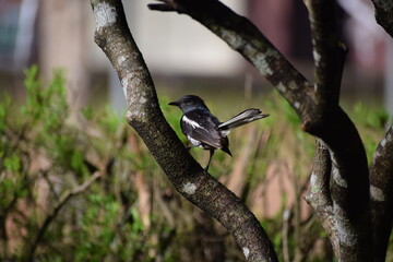 bird on a branch