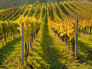 Fototapeta na wymiar Rows of autumn vineyard.