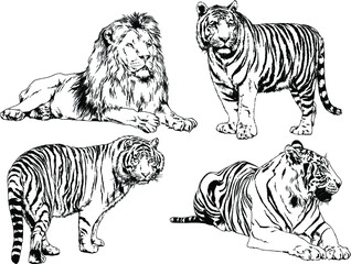 vector drawings sketches different predator , tigers lions cheetahs and leopards are drawn in ink by hand , objects with no background