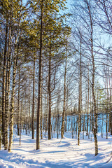 The snow-covered coniferous forest