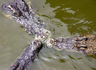 A group of crocodiles in the water. The heads of three crocodiles floating on the water surface and touch with snout each other.