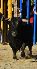 toro negro español en una plaza de toros