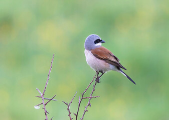 Red-backed Shrike (Lanius collurio).