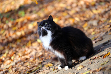 Naklejka na ściany i meble Photo of a beautiful cat in the autumn Sunny forest