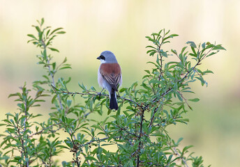 Red-backed Shrike (Lanius collurio).