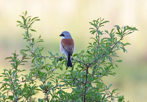 Red-backed Shrike (Lanius collurio).