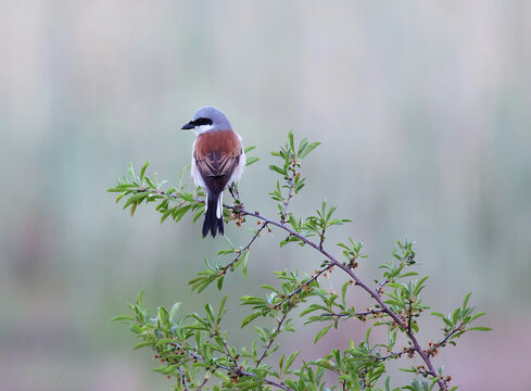 Red-backed Shrike (Lanius collurio) .