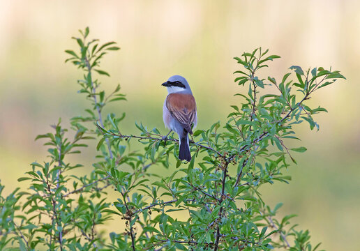 Red-backed Shrike (Lanius Collurio).