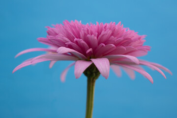 Close-up of vibrant pink chinese aster flower with open petals isolated on a blue plain background and seen from below