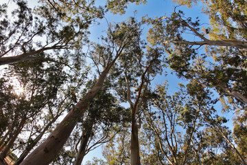 Obraz premium The trees on a background of the sky