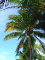 Naklejka na ściany i meble coconut tree