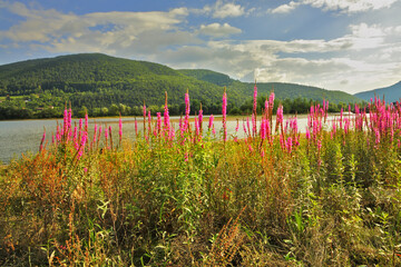 Charming silent lake