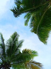Obraz premium palm tree and blue sky