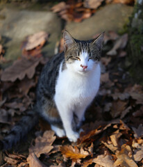 Photo portrait of a small kitten