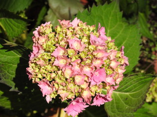 Flower head with numerous pink flowers