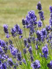 Densely growing purple-blue flowers