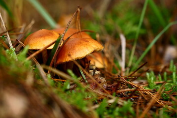 orange mushrooms in the forest