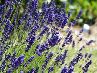 Densely growing purple-blue flowers