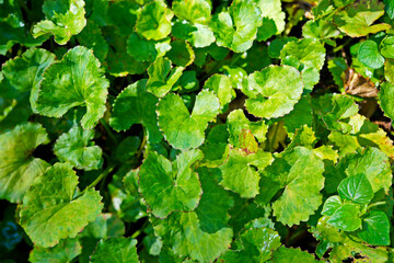 Gotu Kola or Asiatic pennywort leaves (Centella asiatica) on garden