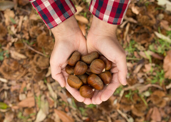 Man holding chestnuts in hands after picking them in the forest in Autumn
