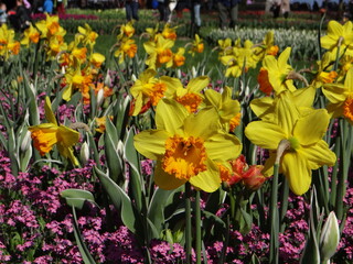F&ecirc;te de la tulipe - Morges