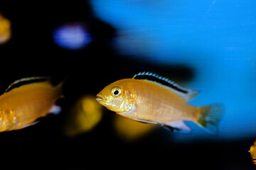 Naklejka premium Electric Yellow Afican Cichlid - (Labidochromis caeruleus)