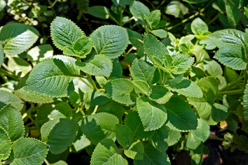 Cuban Oregano, Indian borage, Indian mint, Mexican mint, Mexican oregano or Spanish thyme (Plectranthus amboinicus). Medicinal herb.