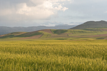 Golden wheat fields and rolling green hills under a pale sky near Khorramabad, Iran.
