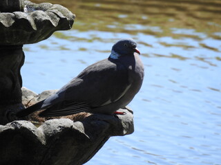 A pigeon sits on a fountain